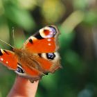 schmetterling auf meinem Finger