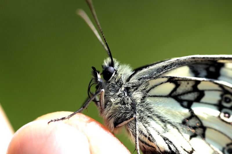 ...Schmetterling auf meinem Finger...