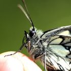 ...Schmetterling auf meinem Finger...