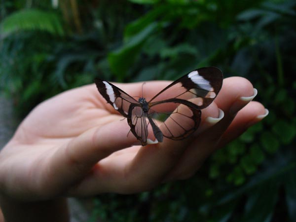 Schmetterling auf meiner Hand