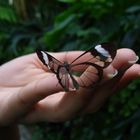 Schmetterling auf meiner Hand