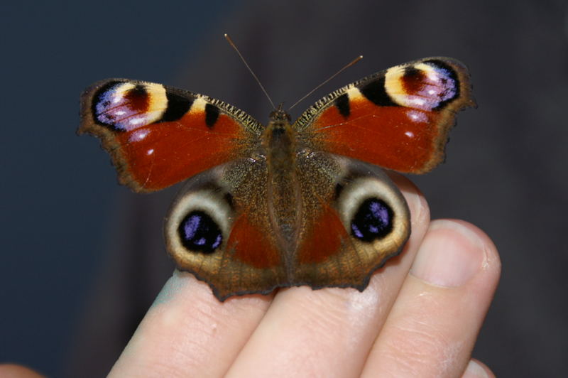 Schmetterling auf meiner Hand