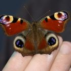 Schmetterling auf meiner Hand