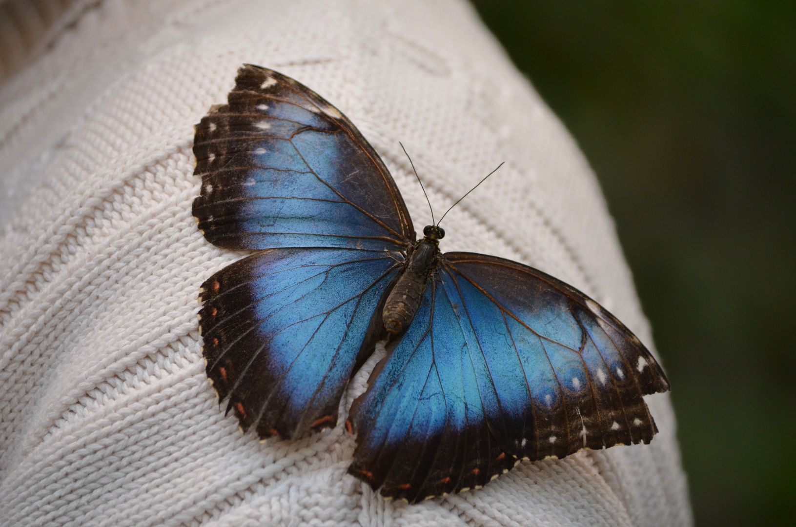 Schmetterling auf meiner Schulter