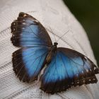 Schmetterling auf meiner Schulter