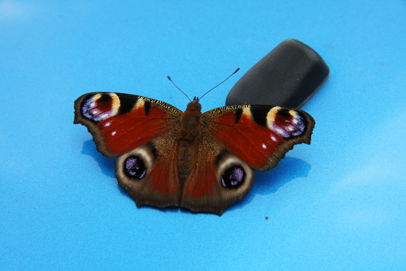 Schmetterling auf MINI-Motorhaube