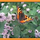 schmetterling auf minze