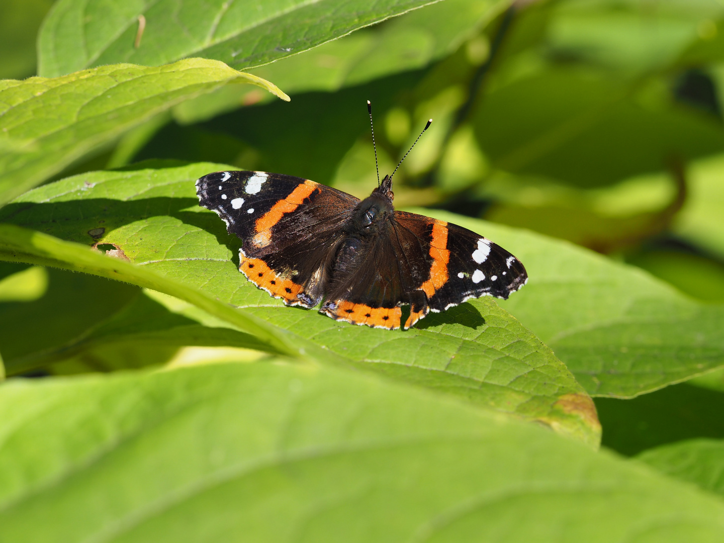 Schmetterling auf Mittagspause im Botanischen Garten in Wien