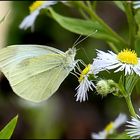 Schmetterling auf Mittwochsblümchen ...