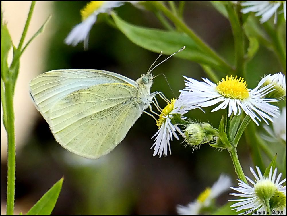 Schmetterling auf Mittwochsblümchen ...