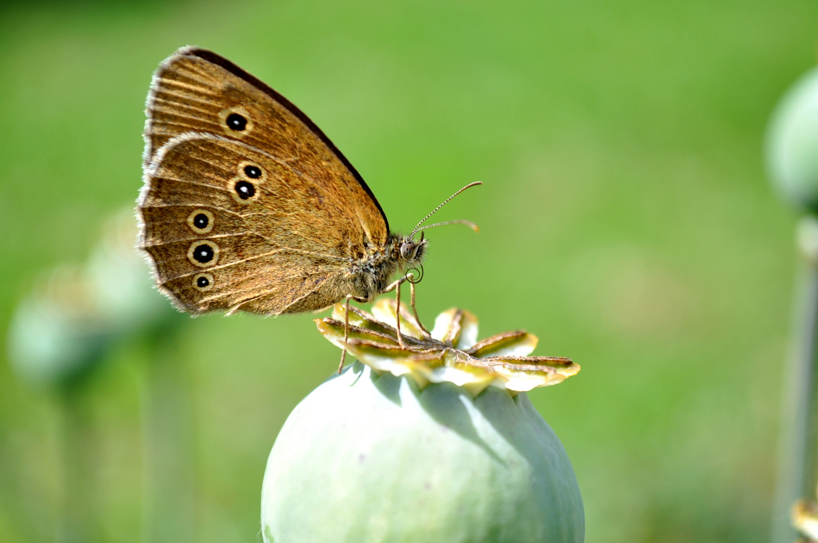 Schmetterling auf Mohn