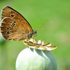 Schmetterling auf Mohn