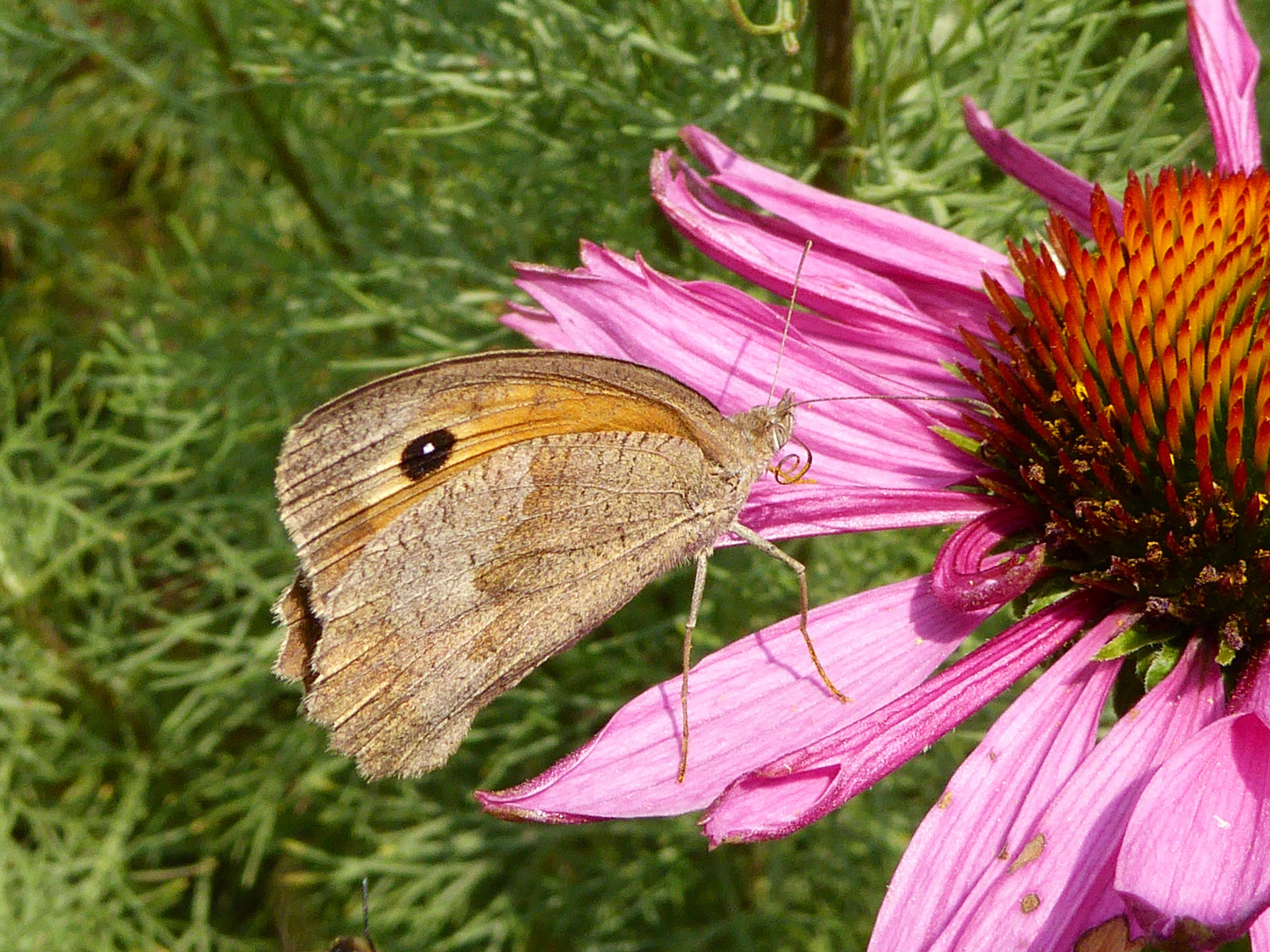 Schmetterling auf Nahrungssuche