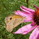 Schmetterling auf Nahrungssuche