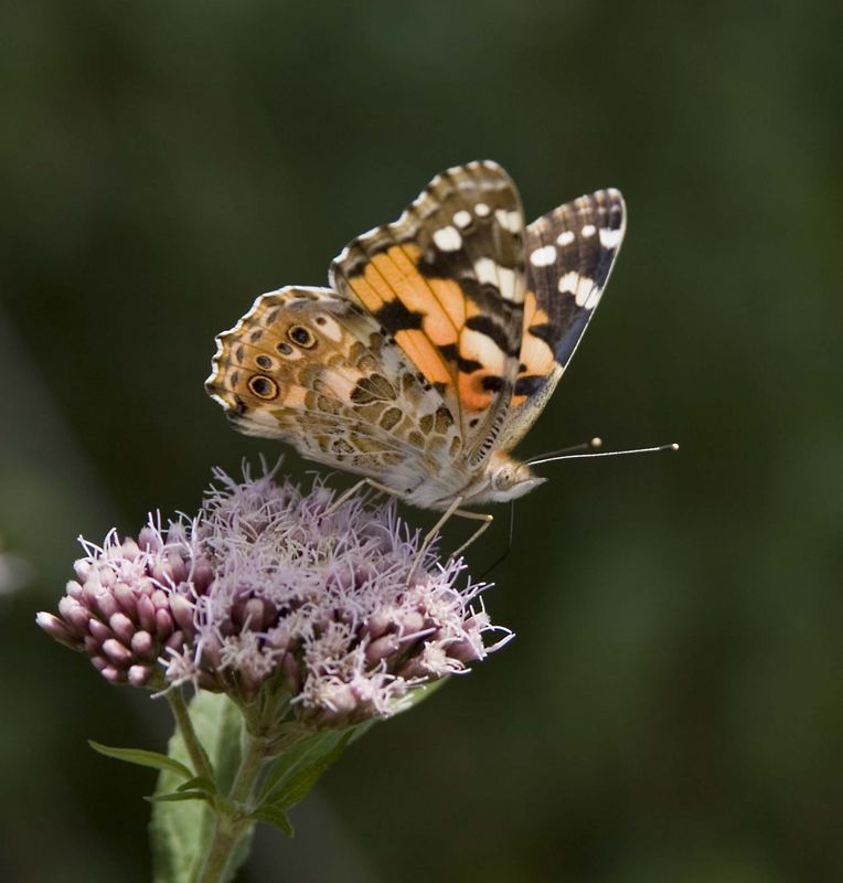 Schmetterling auf Nahrungssuche