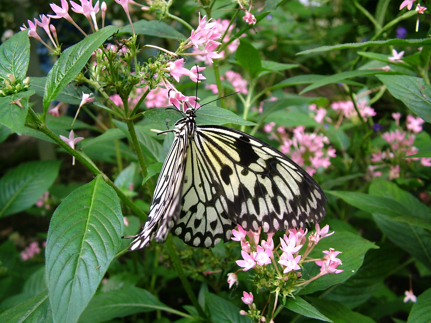 Schmetterling auf Nahrungssuche