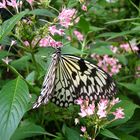 Schmetterling auf Nahrungssuche