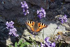 Schmetterling auf Nahrungssuche