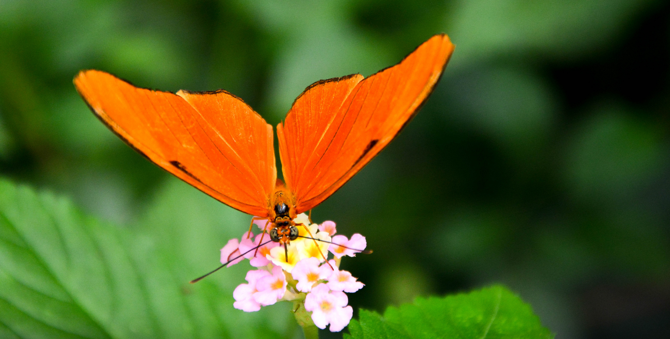 Schmetterling auf Nahrungssuche