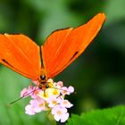 Schmetterling auf Nahrungssuche