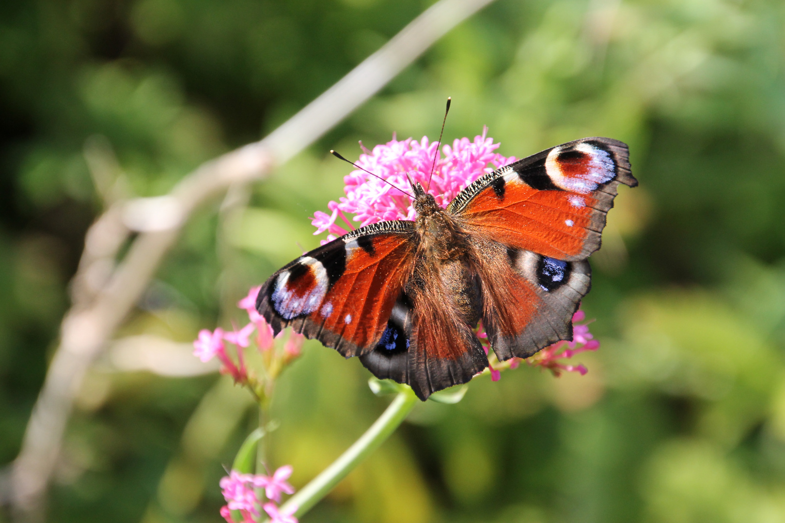 Schmetterling auf Nahrungssuche