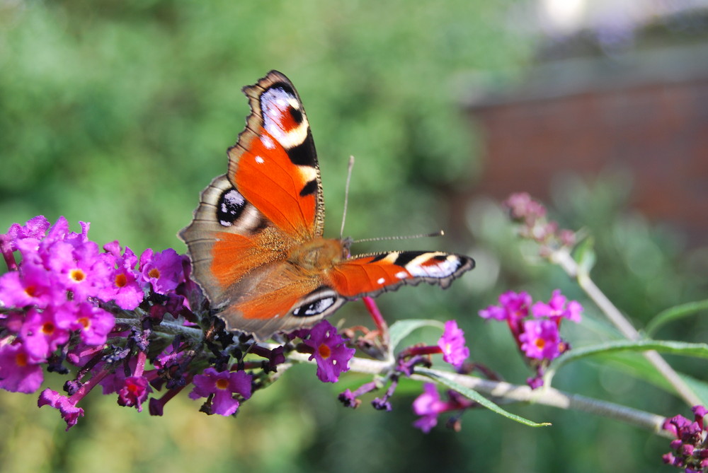 Schmetterling auf Narungssuche