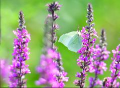 Schmetterling auf Necktarsuche