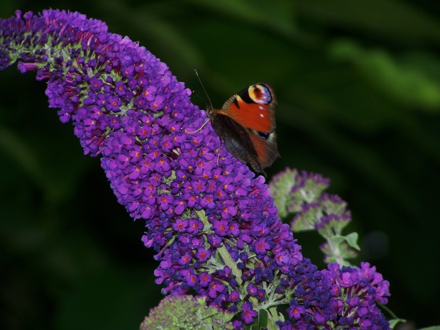 Schmetterling auf Nektar suche