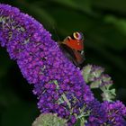 Schmetterling auf Nektar suche