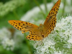 Schmetterling auf Nektarsuche