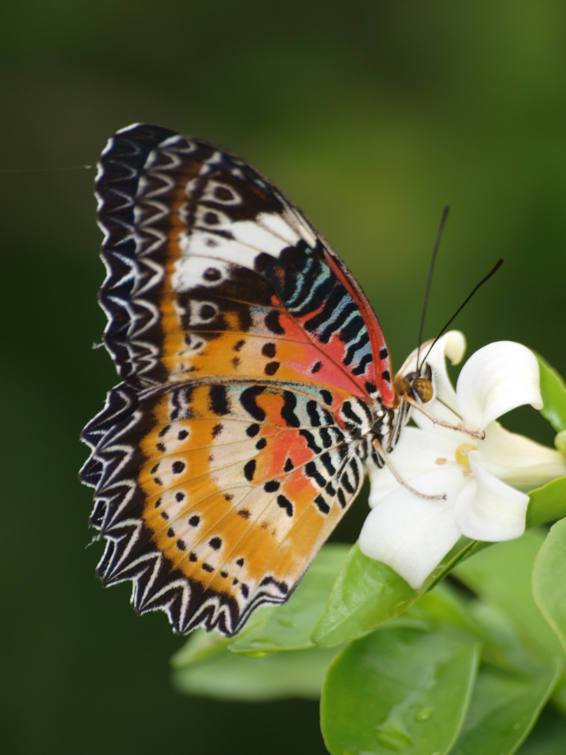 Schmetterling auf Nektarsuche