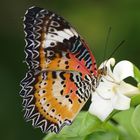 Schmetterling auf Nektarsuche