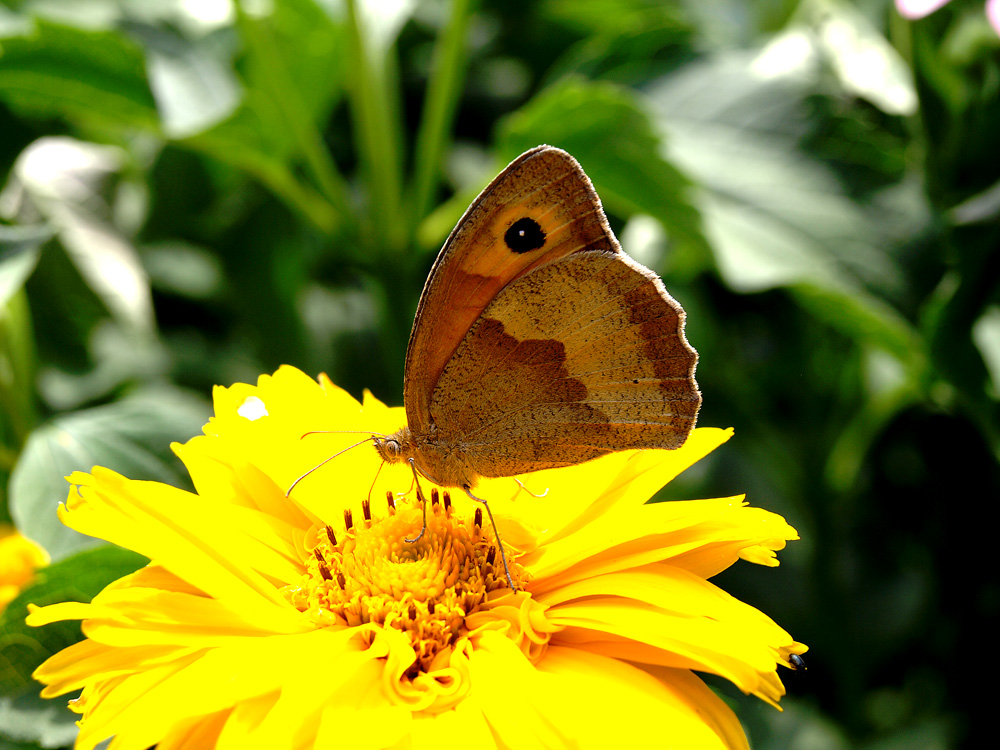 Schmetterling auf Nektarsuche