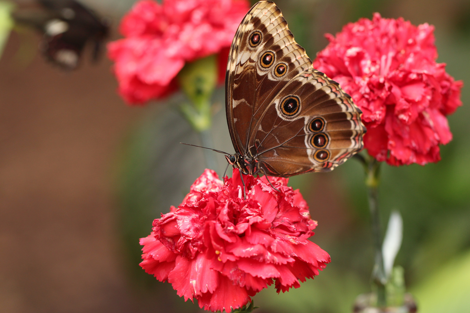 Schmetterling auf Nelke