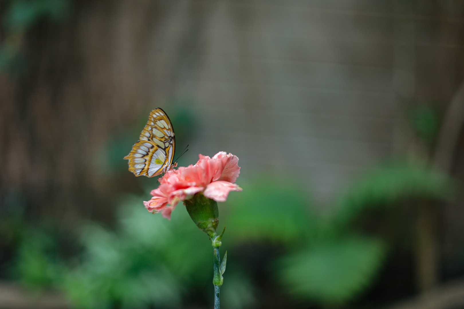 Schmetterling auf Nelke