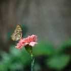 Schmetterling auf Nelke