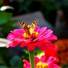Schmetterling auf ner Blume