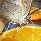 Schmetterling auf Orange