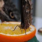 Schmetterling auf Orange