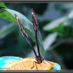 Schmetterling auf Orangenscheibe