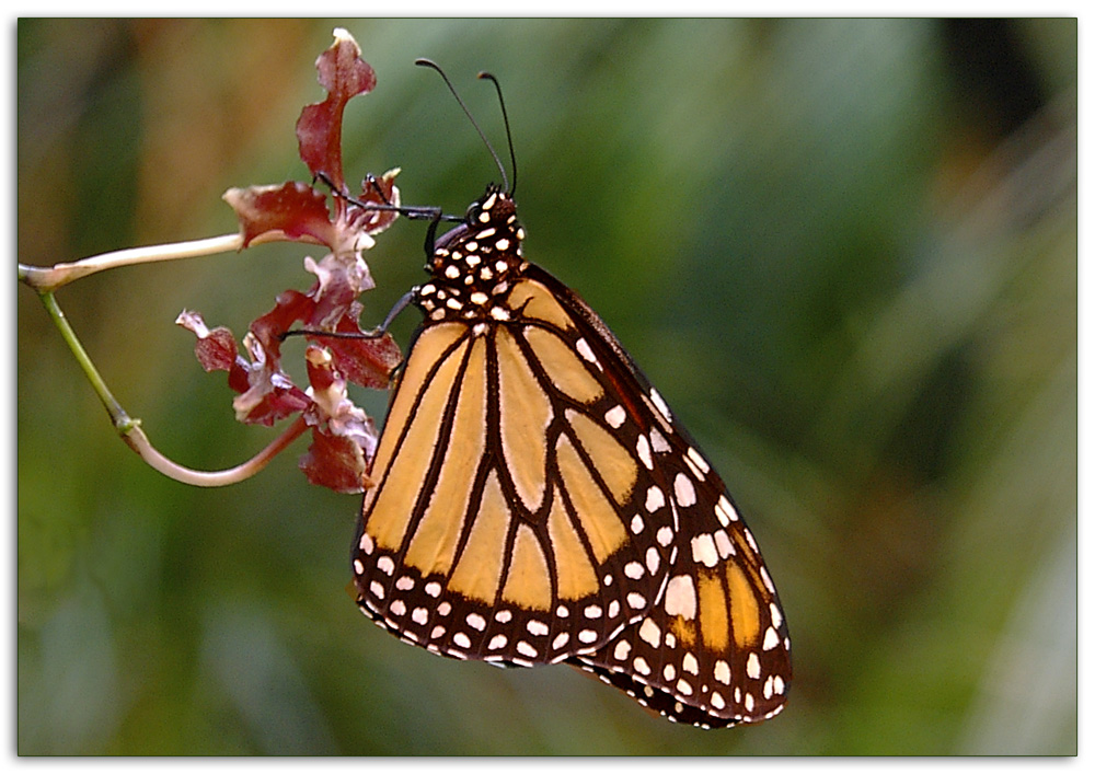 Schmetterling auf Orchidee