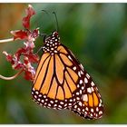 Schmetterling auf Orchidee