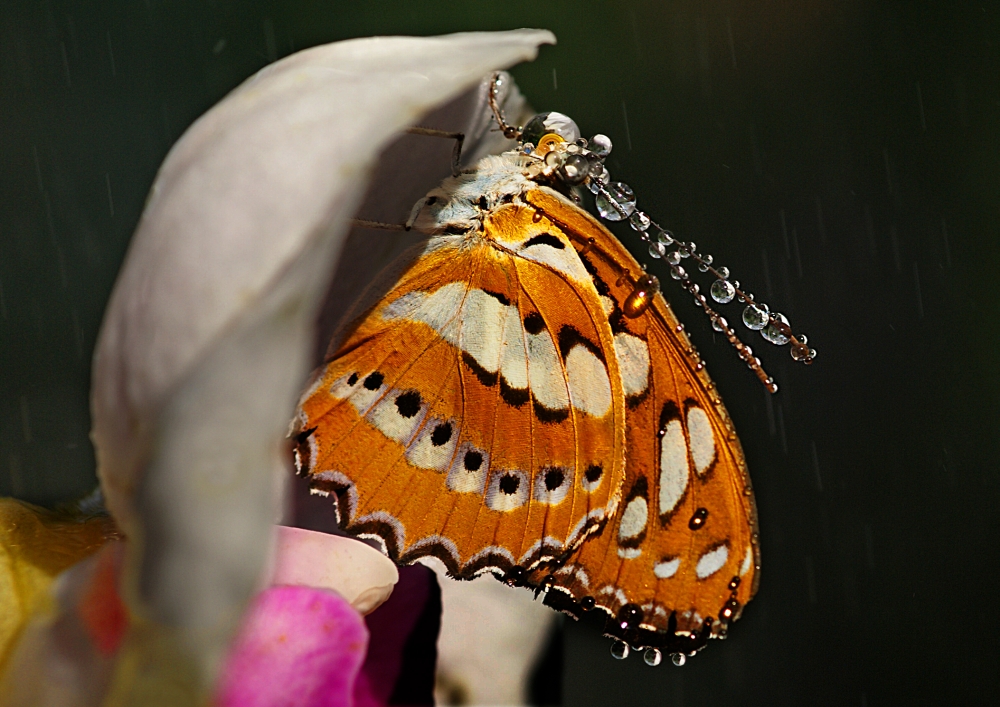 Schmetterling auf Orchidee