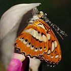 Schmetterling auf Orchidee