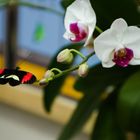 Schmetterling auf Orchidee