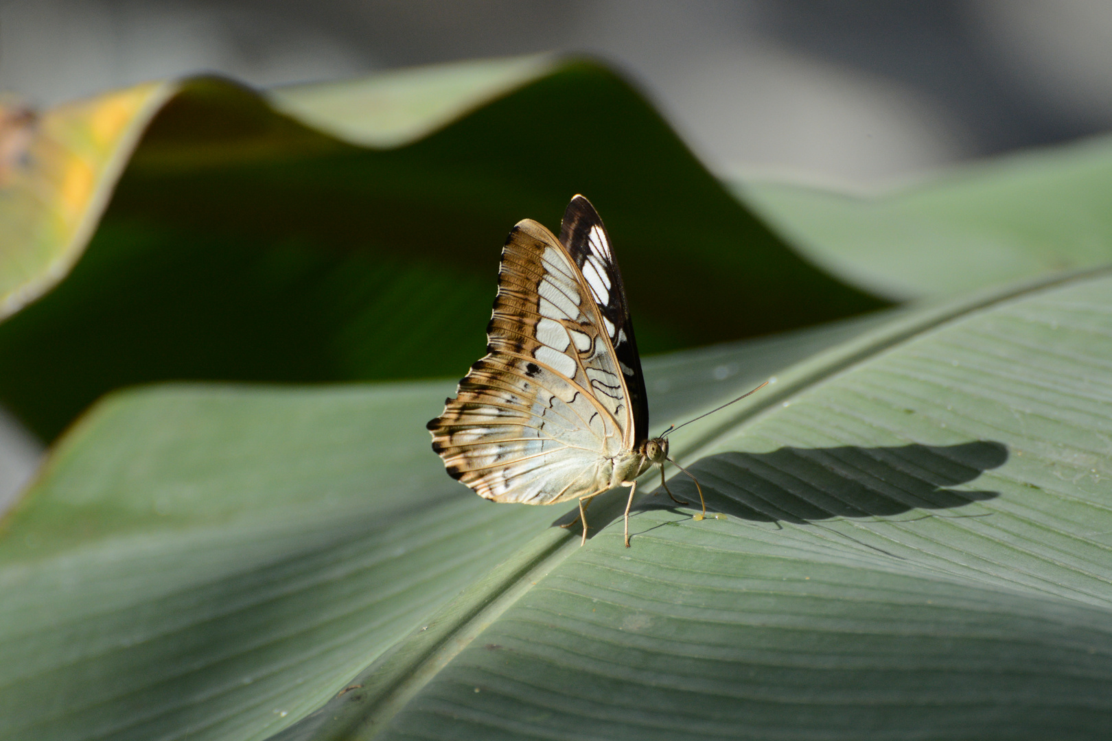 Schmetterling auf Palmenblatt