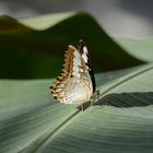 Schmetterling auf Palmenblatt