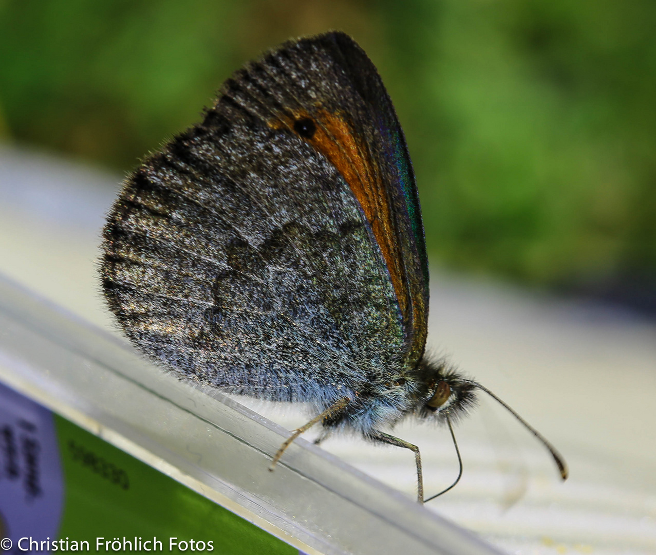 Schmetterling auf Pet Flasche