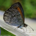 Schmetterling auf Pet Flasche