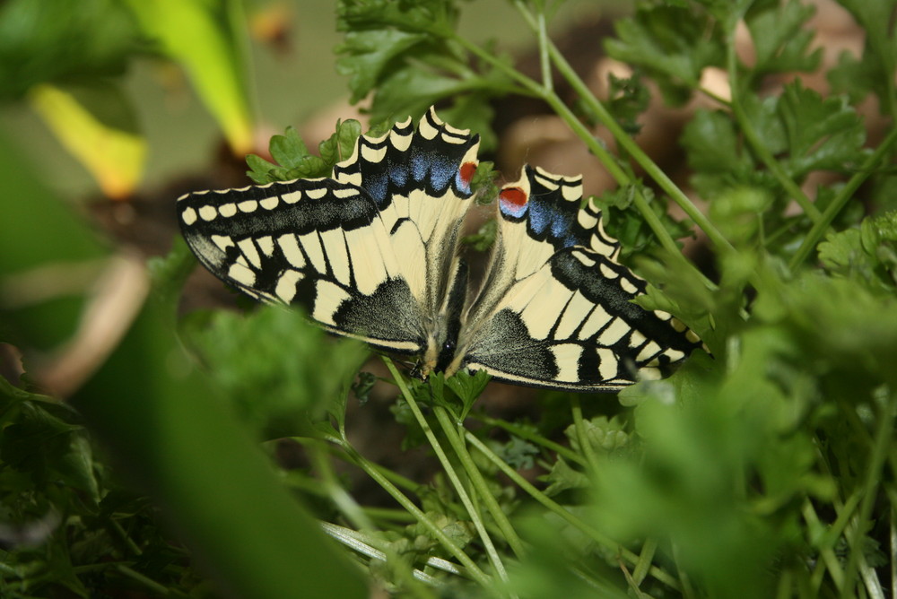 schmetterling auf petersilie... *lecker*